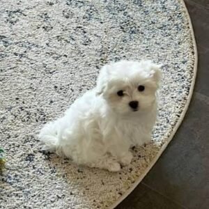 Maltezer