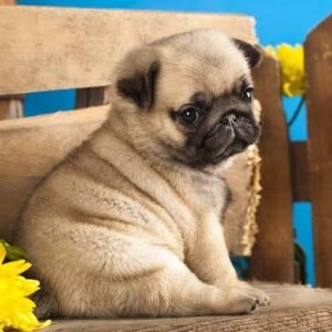 Mops